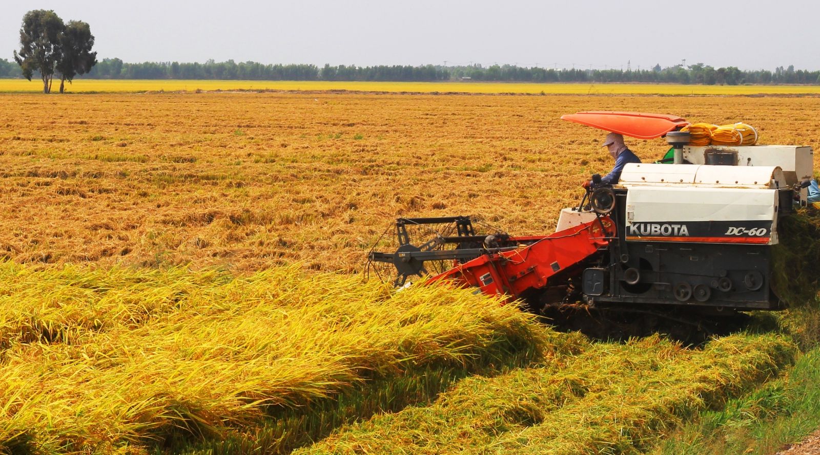 Chủ động giúp nông dân sản xuất thắng lợi vụ lúa Hè Thu