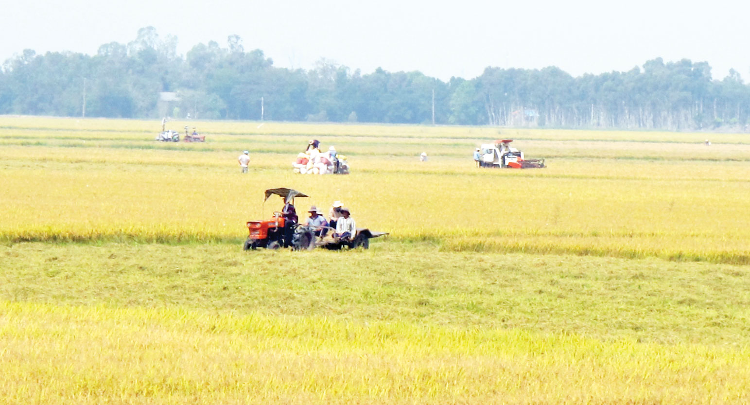 Vùng đất hoang hóa, nhiễm phèn nặng, Đồng Tháp Mười bây giờ  trở thành những cánh đồng trù phú, là vựa lúa của tỉnh và khu vực