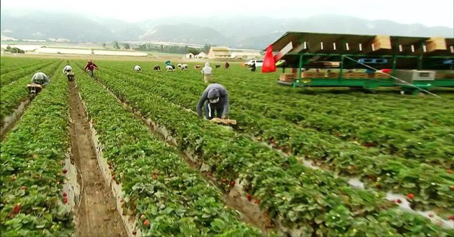 Trung Quốc áp dụng công nghệ AI giảm thiệt hại trong sản xuất nông nghiệp.