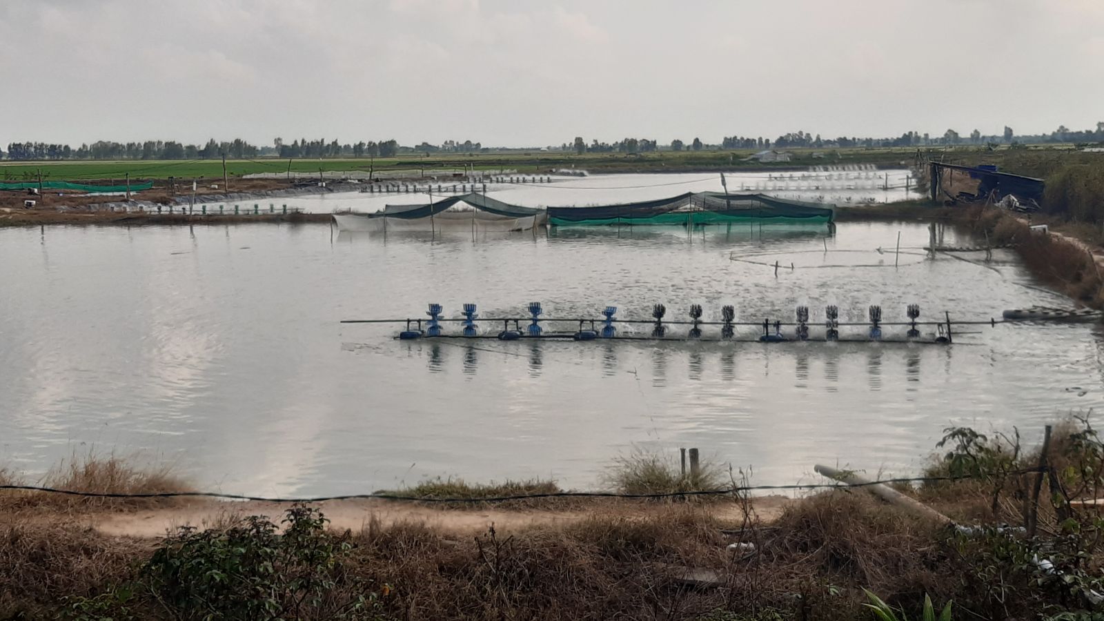 Kiên quyết xử lý việc nuôi tôm thể chân trắng trong vùng nước ngọt khu vực Đồng Tháp Mười của tỉnh