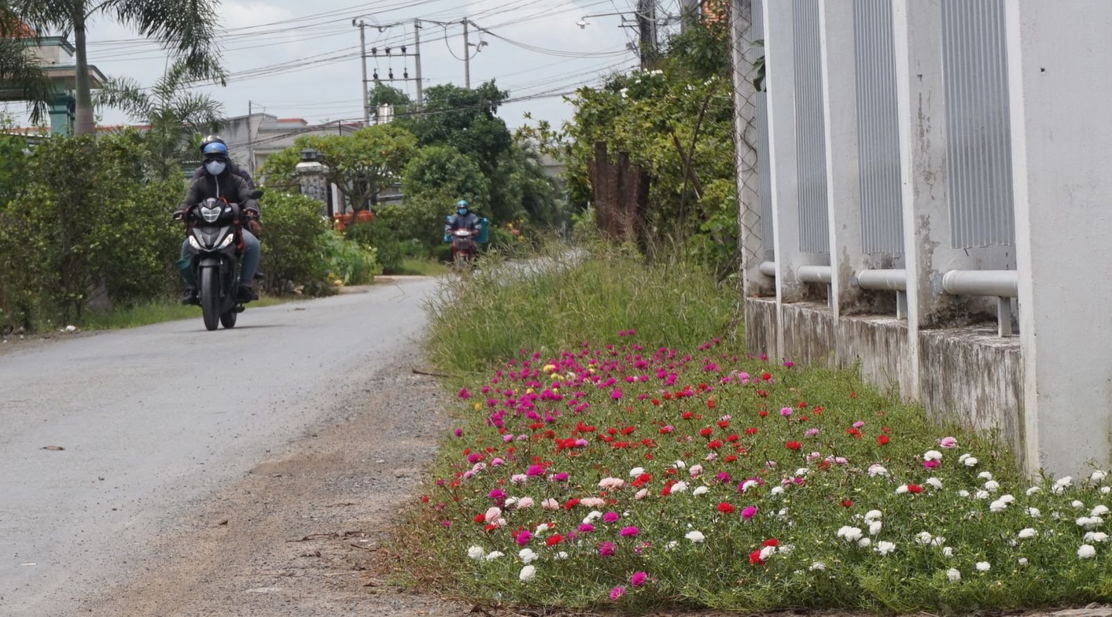 Người dân ấp 1, xã Tân Bửu trồng hoa mười giờ trên tuyến đường trục ấp