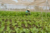 Cần Giuộc: Hỗ trợ phụ nữ vay vốn trồng rau ứng dụng công nghệ cao