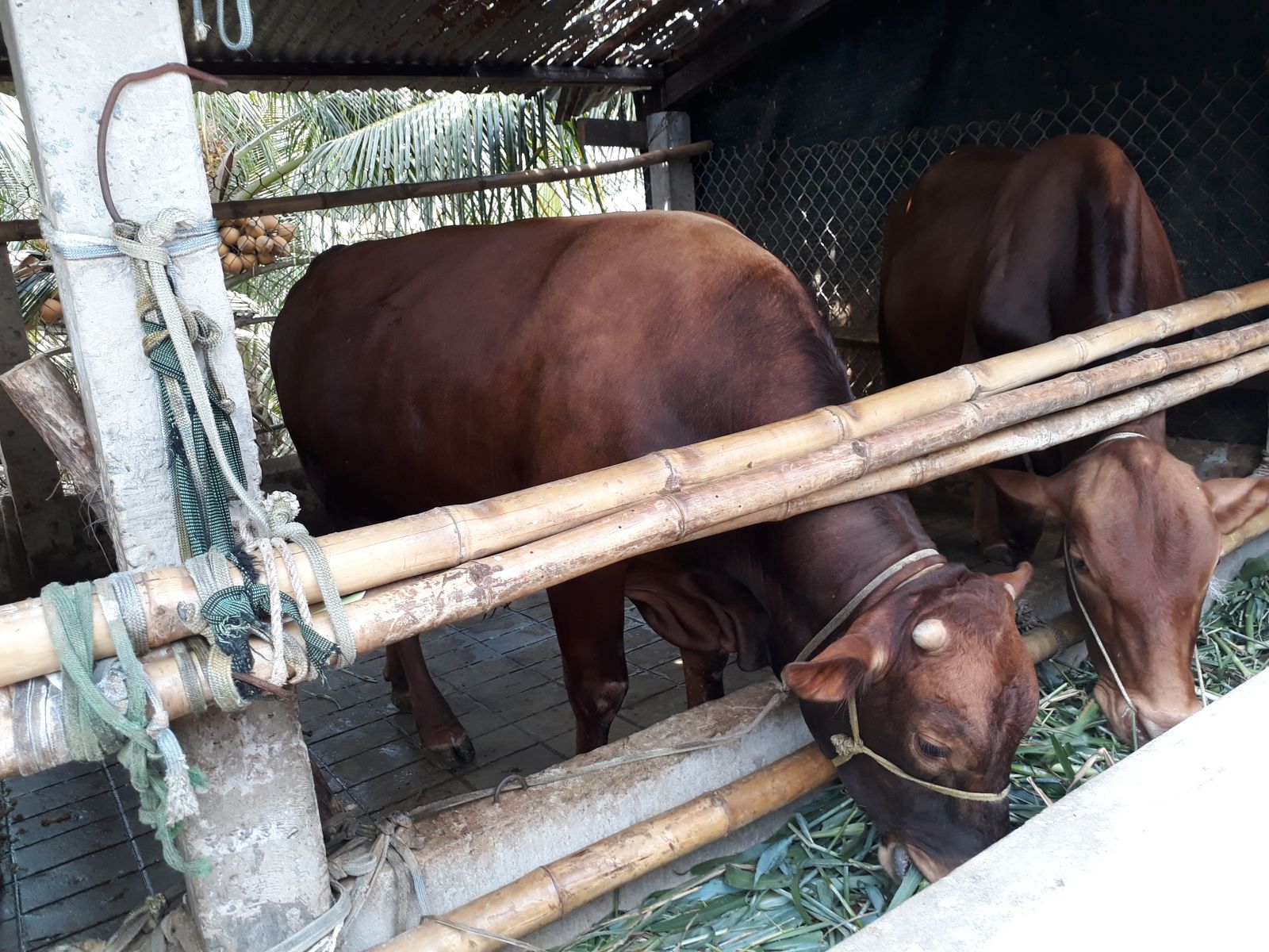 Mô hình Chăn nuôi bò sinh sản góp phần giúp người dân Tân Trụ thoát nghèo