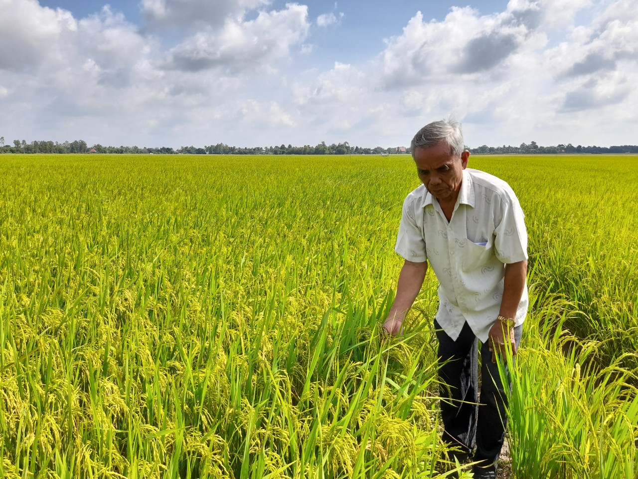 Sản xuất lúa ứng dụng công nghệ cao giúp giảm chi phí, tăng năng suất