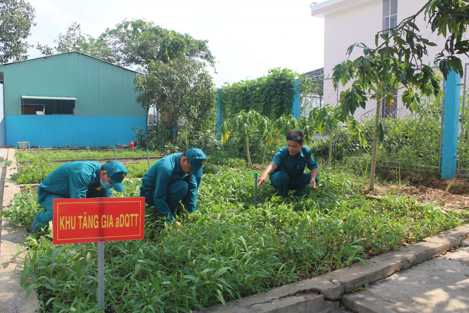 Tăng gia sản xuất góp phần chăm lo đời sống dân quân tự vệ