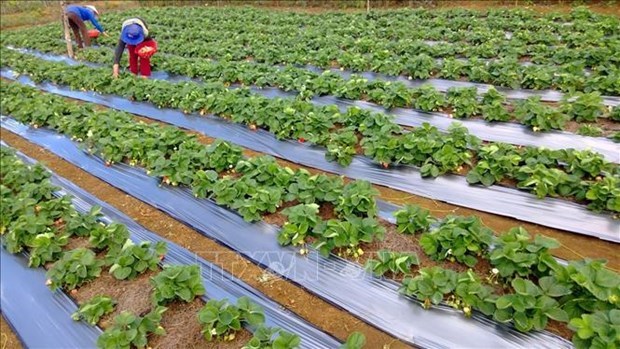Vietnam responds to 2020 World Tourism Day A strawberry field is a tourist attraction in Kon Plong of the Central Highlands province of Kon Tum (Photo: VNA)