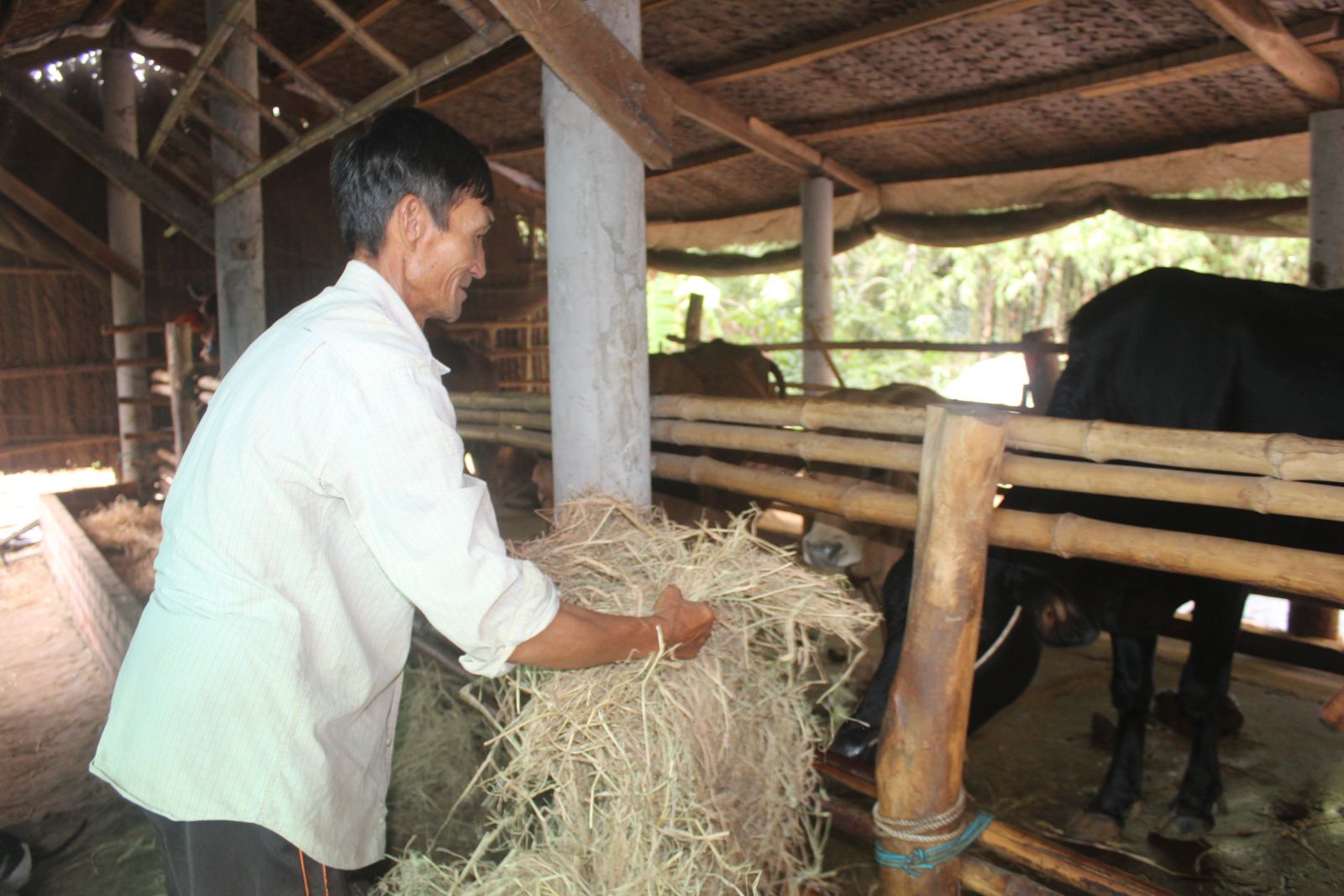 Ngoài hỗ trợ vay học sinh, sinh viên, ông Huỳnh Văn Mức còn được vay vốn chăn nuôi bò