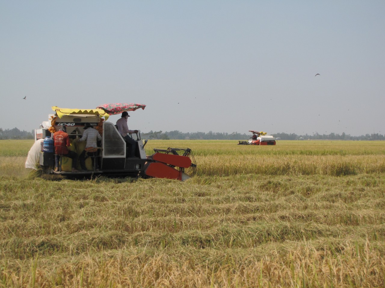 Huyện Đức Huệ đẩy mạnh xây dựng vùng lúa chất lượng cao