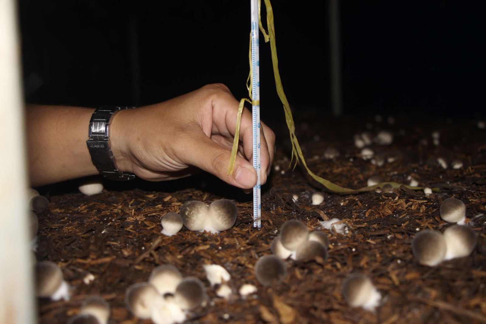 Để sản xuất thành công một vụ nấm sạch, nông dân cần tuân thủ nghiêm ngặt quy trình trồng nấm từ: Quy cách xây dựng nhà trồng nấm đến việc xử lý sâu, bệnh, ghi chép nhật ký,… (Trong ảnh: Nhiệt kế dùng để đo nhiệt độ mô rơm trên giàn)
