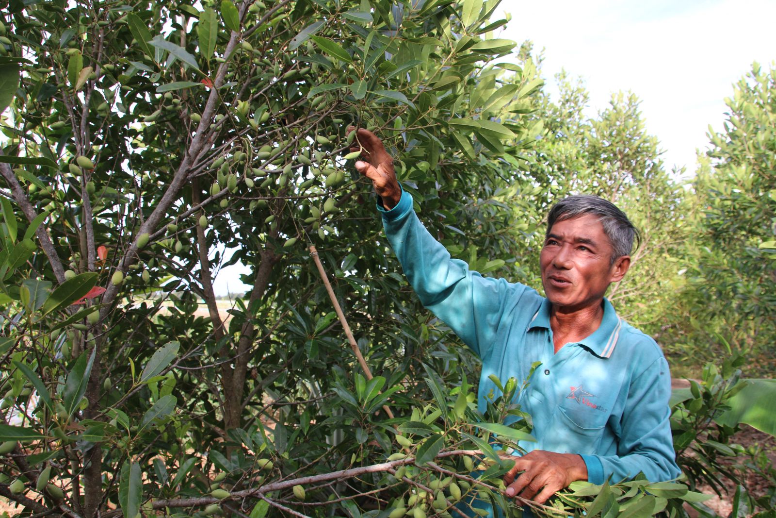 Ông Nguyễn Văn Mưa kiếm thu nhập từ trồng cà na Thái