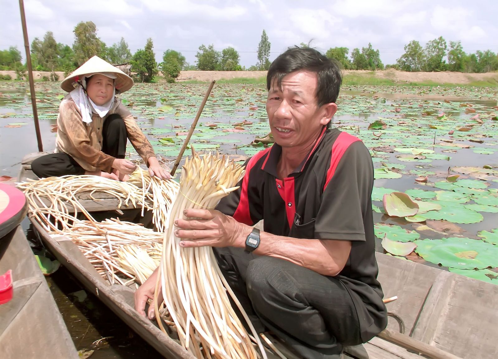 Thu hoạch ngó sen