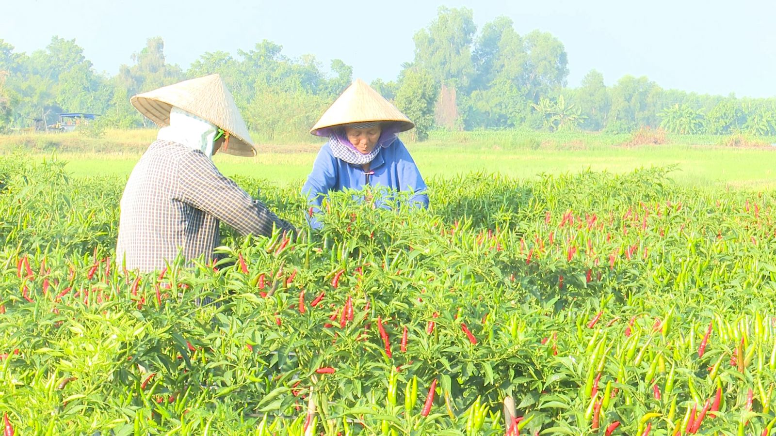 Diện tích trồng ớt trên địa bàn xã Lộc Giang đang ngày càng thu hẹp