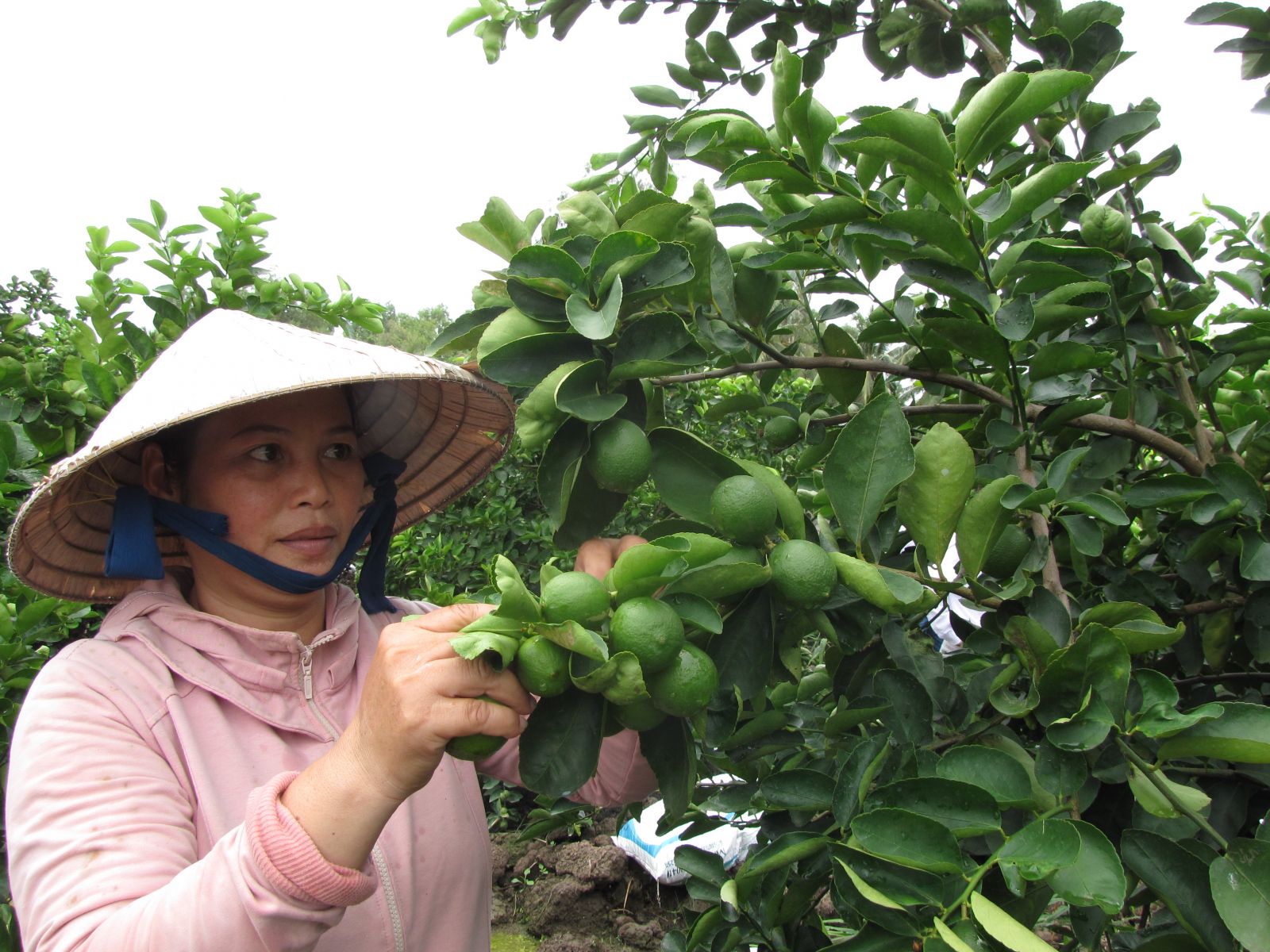 Sản xuất trái cây tươi xuất khẩu, không quá khó