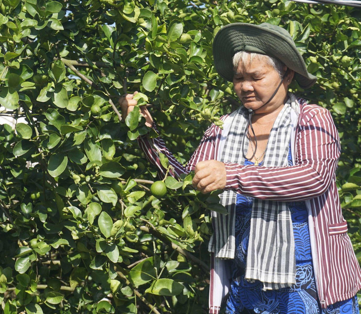 Trồng chanh không hạt giúp gia đình cựu chiến binh Nguyễn Thị Đưa có thu nhập ổn định, vươn lên thoát nghèo