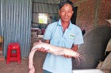 Nông dân bắt được cá trê 80cm, nặng hơn 3,5kg