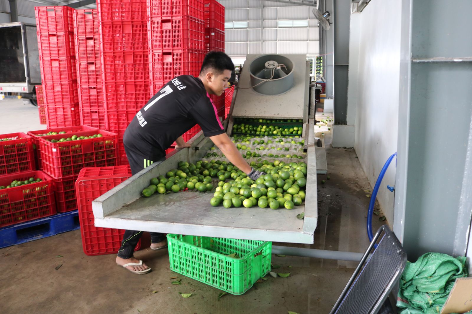 Góp phần gỡ khó về vốn sản xuất, kinh doanh Từ nguồn vốn vay của Quỹ Hỗ trợ phát triển hợp tác xã tỉnh, nhiều hợp tác xã đã đầu tư, mở rộng sản xuất, kinh doanh