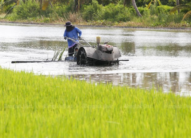 Thailand sees opportunities to boost rice exports to EU Illustrative photo (Source: Bangkok Post)