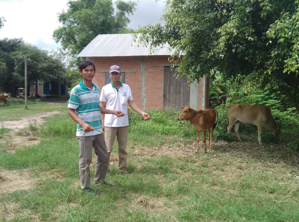 Hỗ trợ bò giống cho hộ nghèo trên địa bàn huyện Đức Huệ