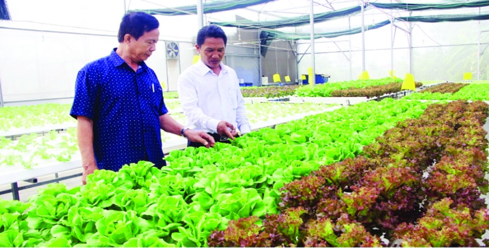 The model of growing hi-tech clean vegetables is increasingly effective