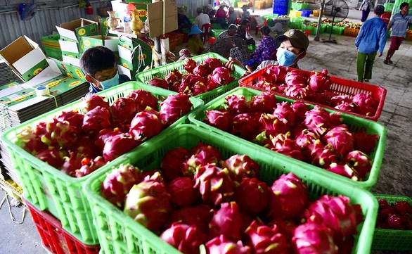 EVFTA helps boost Vietnam’s agricultural exports to EU EVFTA helps boost Vietnam’s agricultural exports to EU  (Photo: tuoitre.vn)