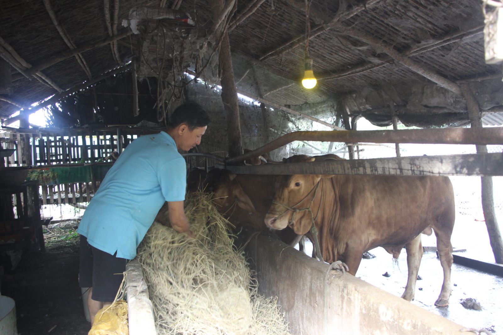 Được hỗ trợ tiếp cận nguồn vốn vay của Ngân hàng Chính sách xã hội, vợ chồng anh Nguyễn Hoàng Sơn mua bò về nuôi