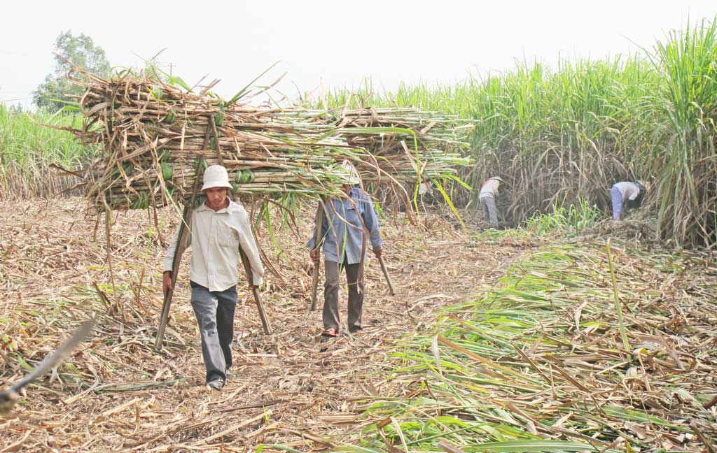 Lemon trees still give profits of hundreds of million VND per hectare Sugar cane prices are low, so its area is continuously decreasing