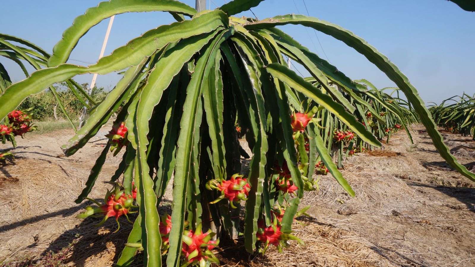 Lemon trees still give profits of hundreds of million VND per hectare Dragon fruit from the beginning of the year until now is also not profitable