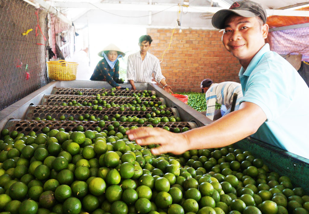 Lemon trees still give profits of hundreds of million VND per hectare Lemon still gives an average profit of 40 to 150 million VND per hectare per year