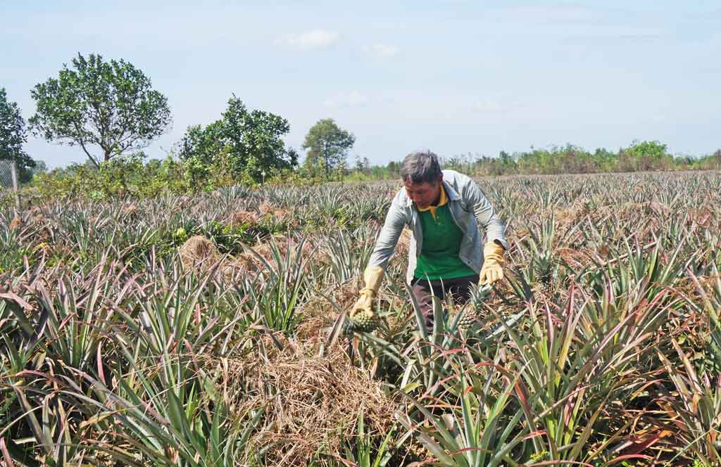 Lemon trees still give profits of hundreds of million VND per hectare Pineapple trees have profits from 20 to 40 million VND per hectare