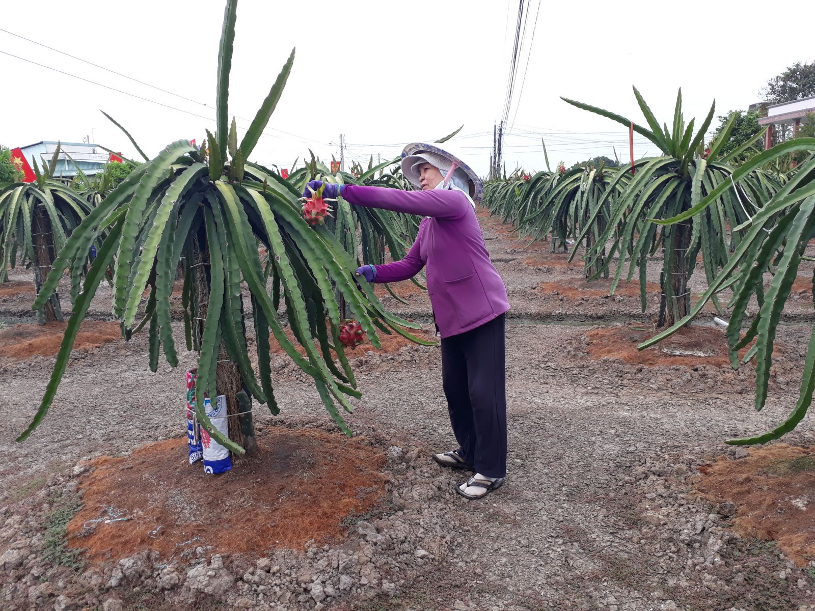 Các hợp tác xã nông nghiệp trăn trở tìm doanh nghiệp làm “cầu nối” liên kết để tiêu thụ sản phẩm ổn định