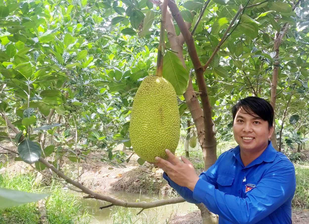 Mít Thái siêu sớm đang là loại cây trồng phổ biến, mang lại nguồn thu nhập đáng kể cho nhiều gia đình 