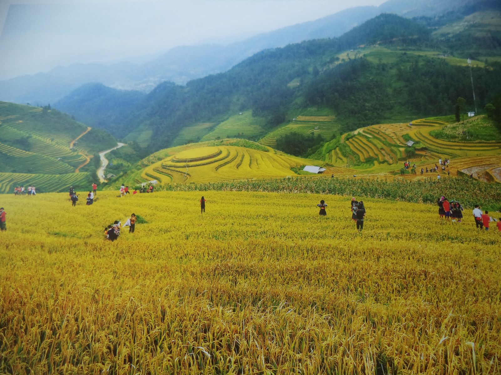 Ruộng bậc thang