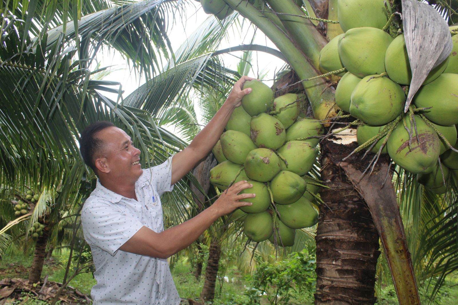 Ông Phi là người đầu tiên đưa giống dừa xiêm dứa bén rễ trên vùng đất khó, từ đó mở ra nhiều hướng đi mới cho nông dân nơi đây vươn lên làm giàu