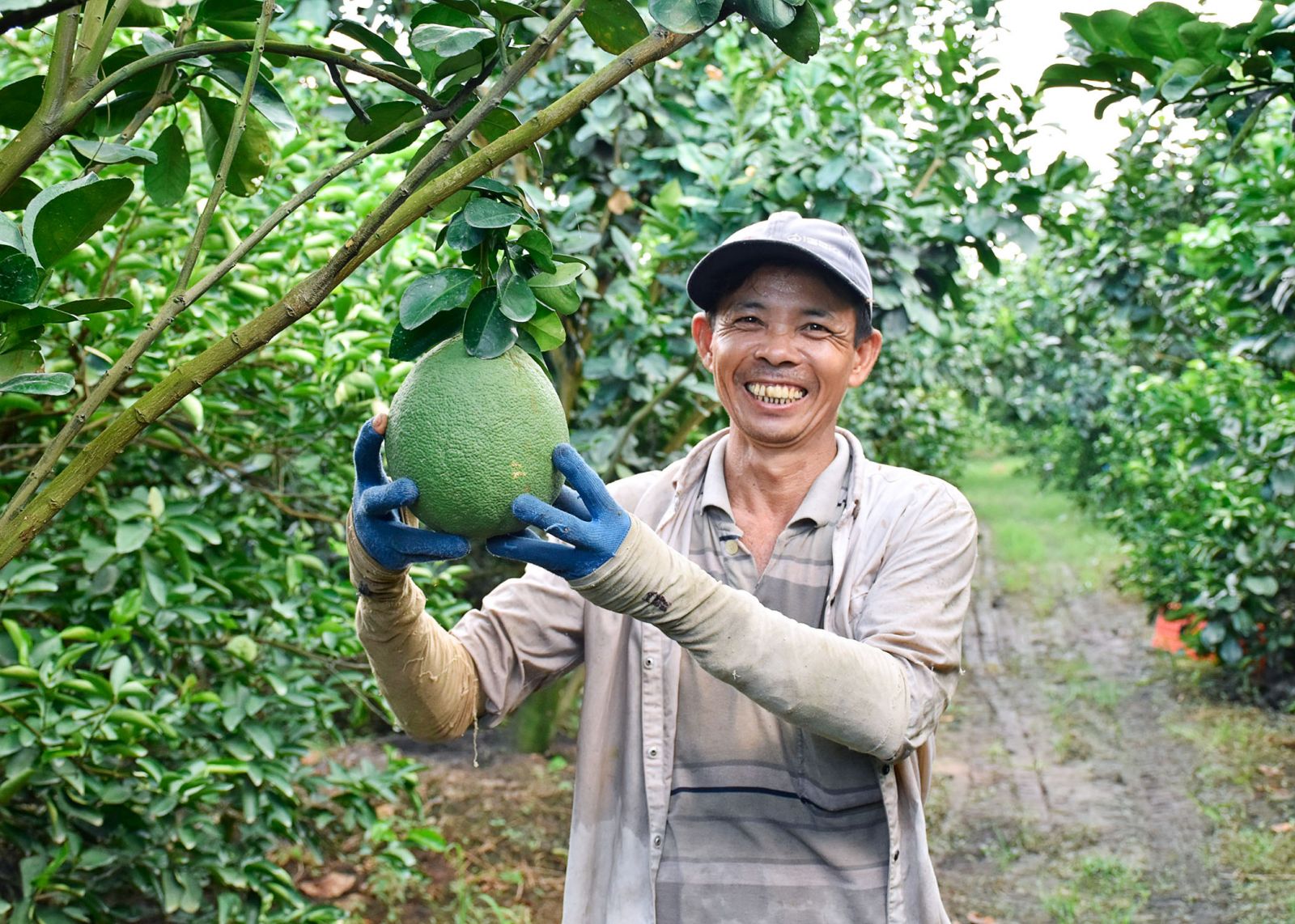 Nông dân phấn khởi vì chuyển đổi cây trồng mang lại hiệu quả kinh tế cao