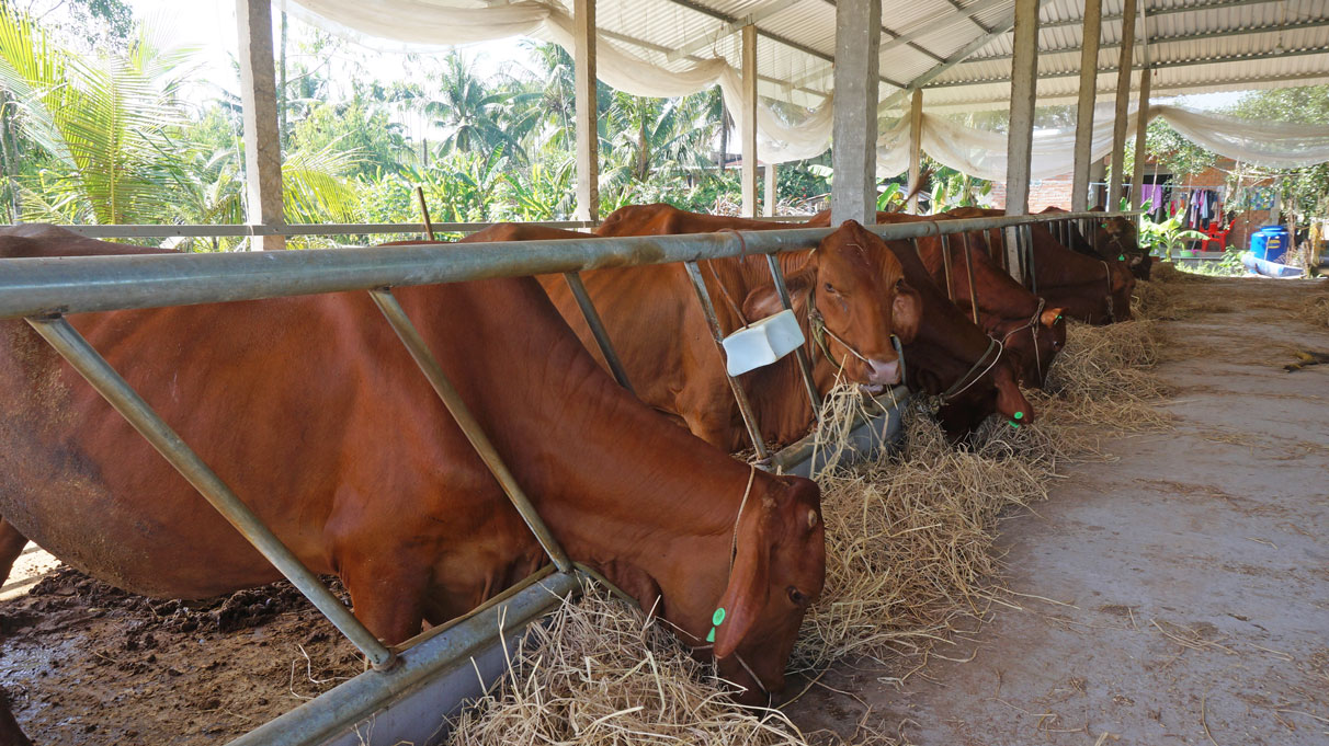 Hi-tech application in feeding cows brings efficiency Stature and quality of cows in Duc Hue district are gradually improved