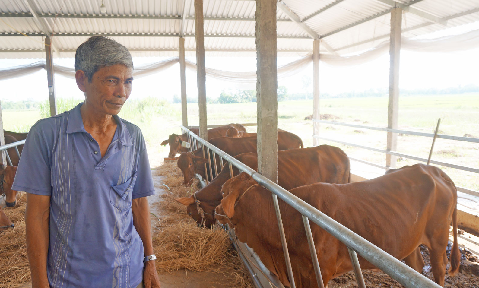 Hiệu quả từ nuôi bò ứng dụng công nghệ cao Đàn bò của ông Nguyễn Văn Ninh, xã Bình Hòa Bắc