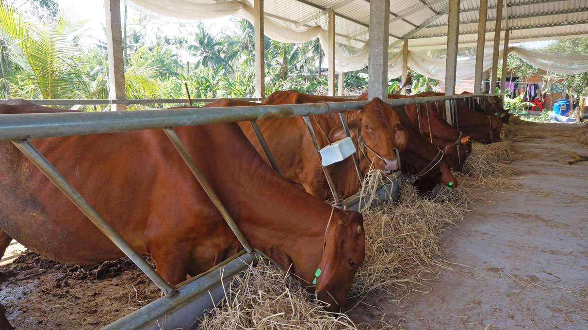 Tầm vóc, chất lượng đàn bò ở huyện Đức Huệ dần cải thiện
