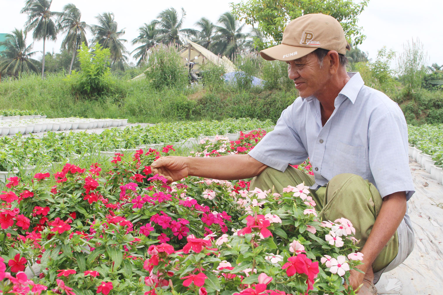 Ông Nguyễn Văn Hiếu chăm sóc những chậu hoa