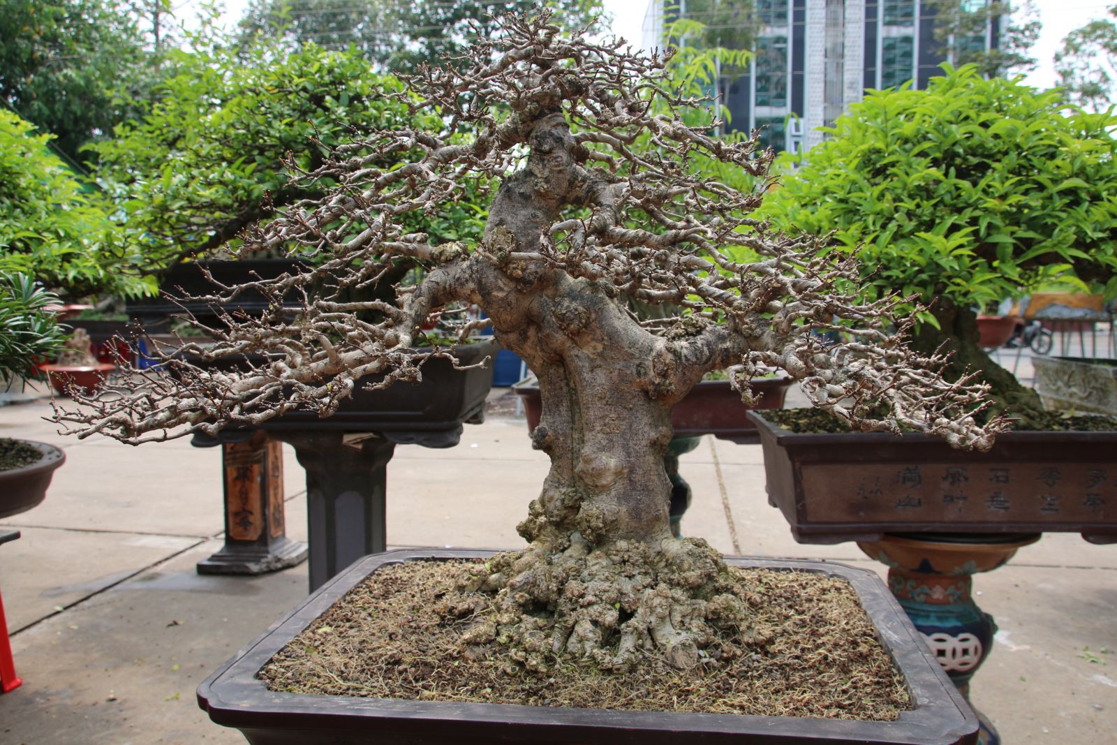 Chơi bonsai - Mang lại giá trị vật chất lẫn tinh thần