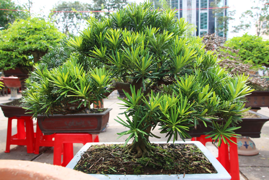 Chơi bonsai - Mang lại giá trị vật chất lẫn tinh thần