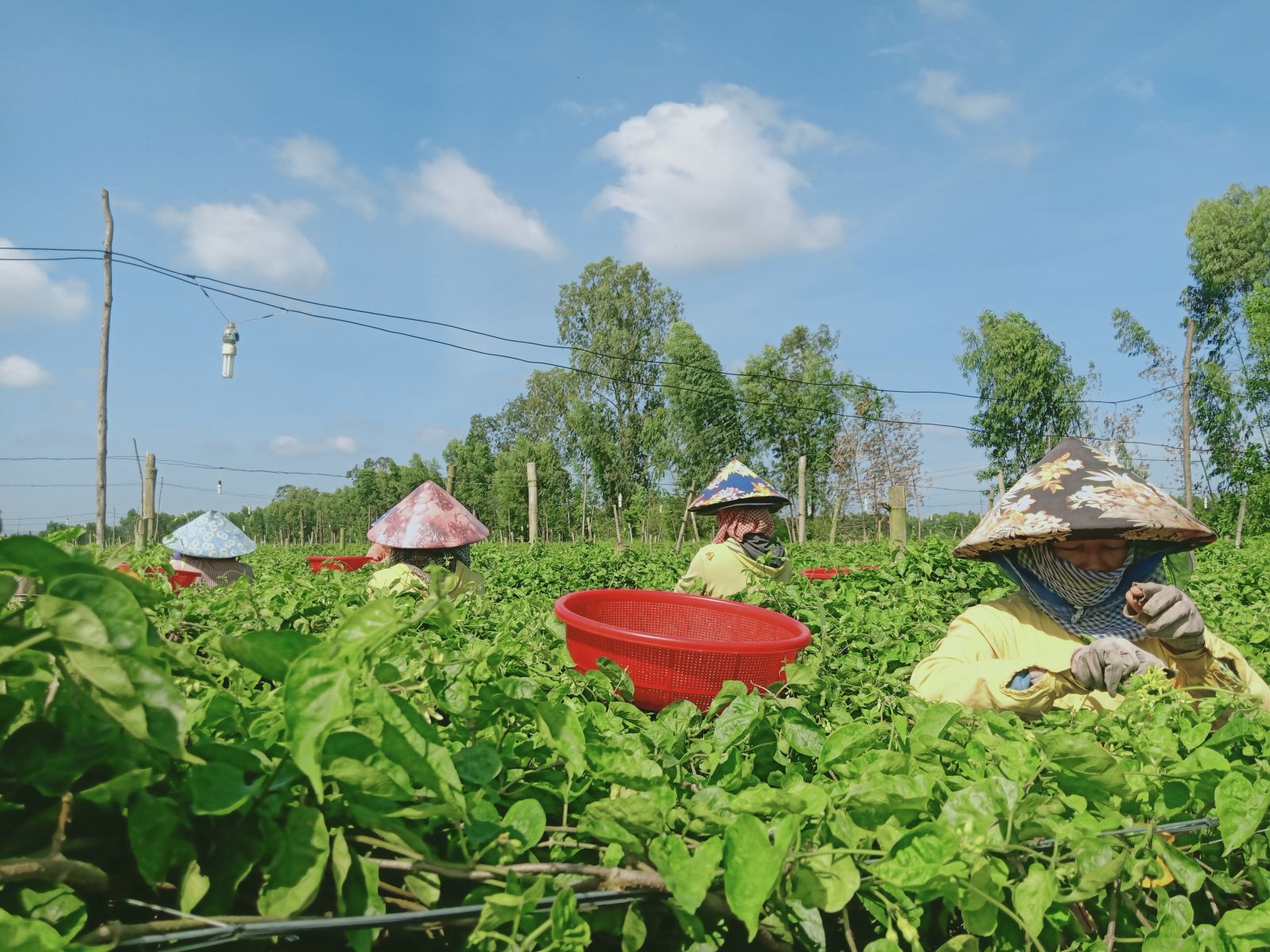Trồng hoa thiên lý bạt ngàn xanh ngắt cánh đồng nông dân Hải Dương hái hoa  bán đắt như tôm tươi