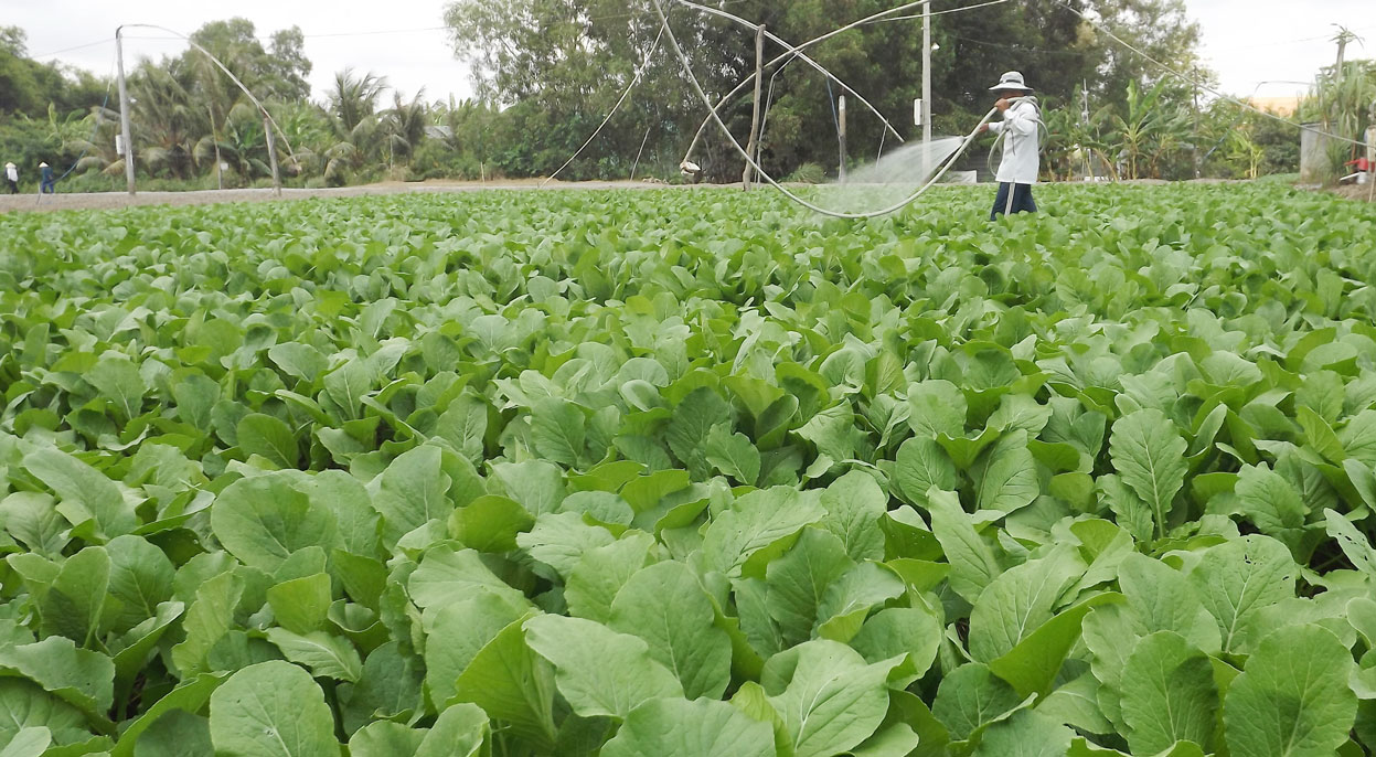 Hiện nay, nhiều hợp tác xã chú ý tạo ra những mối liên kết để tiêu thụ sản phẩm