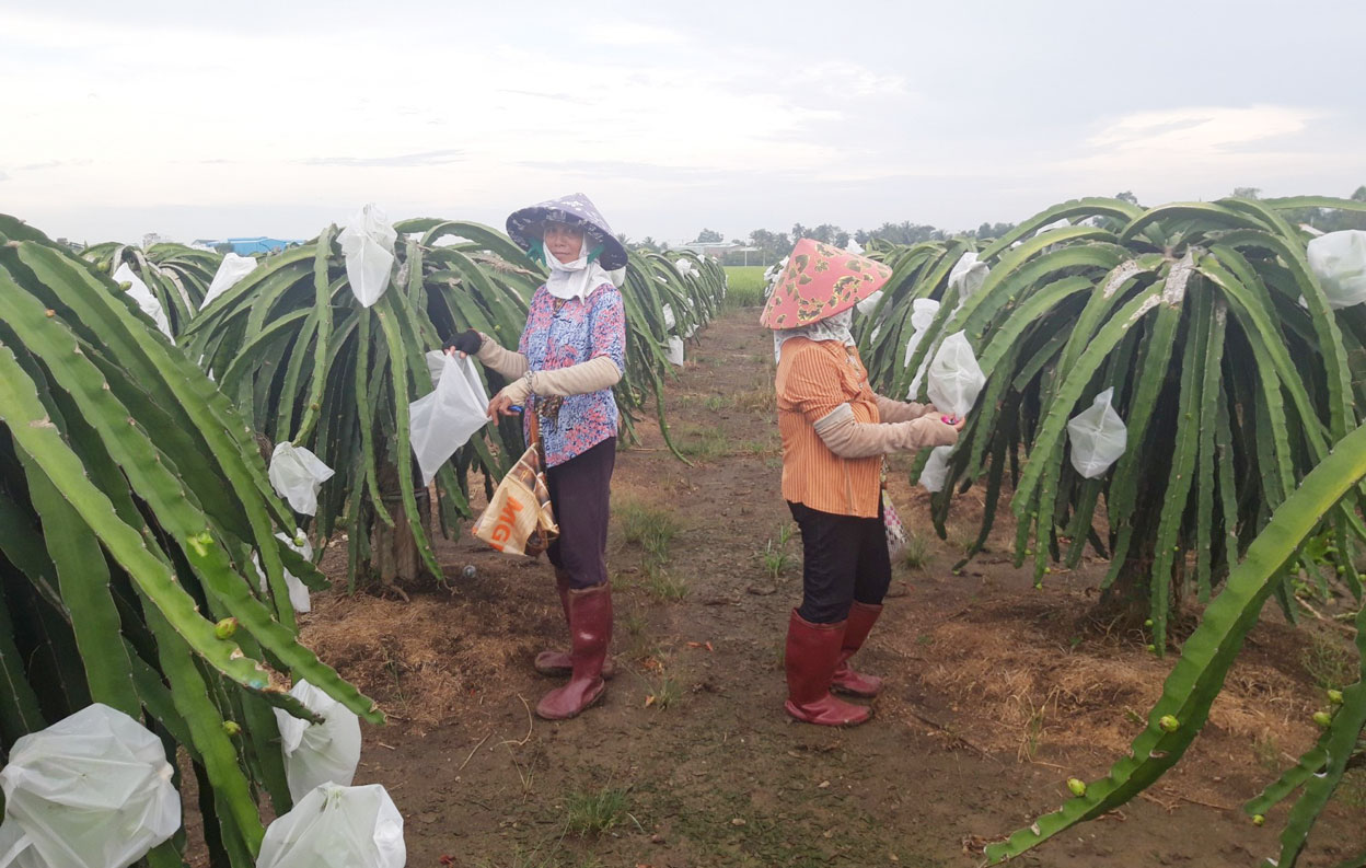 Số lượng các HTX sản xuất nông nghiệp ứng dụng công nghệ cao ngày càng nhiều