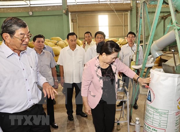 Top legislator visits Soc Trang province National Assembly Chairwoman Nguyen Thi Kim Ngan tours the production centre for ST25 fragrant rice in My Xuan district, Soc Trang province (Photo: VNA)