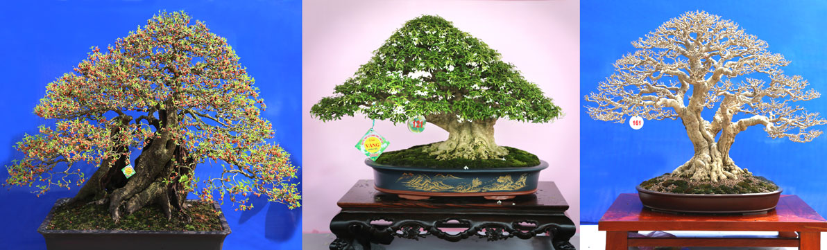 Một số tác phẩm bonsai đoạt Huy chương Vàng trong cuộc thi sinh vật cảnh năm 2020. (Ảnh: Tôn Thất Hùng)