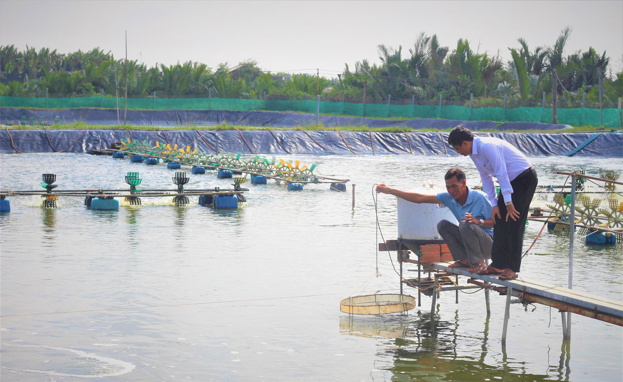 Giá tôm thấp, người dân ngại thả nuôi Người dân gặp khó vì giá tôm thấp