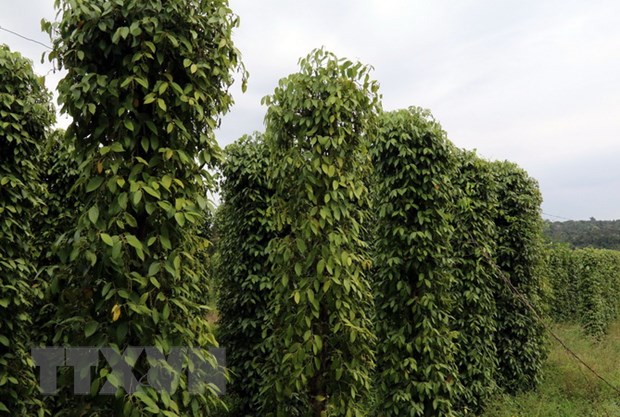 Thị trường nông sản tuần qua: Giá càphê và tiêu cùng giảm Vườn tiêu tại huyện đảo Phú Quốc. (Ảnh: Lê Sen/TTXVN)