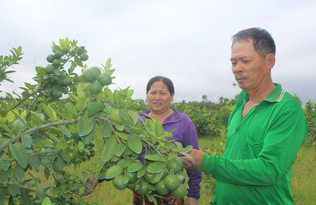 Hiện nay, người dân xã Mỹ Bình chuyển đổi cơ cấu cây trồng vật nuôi nên mức sống không ngừng được nâng cao