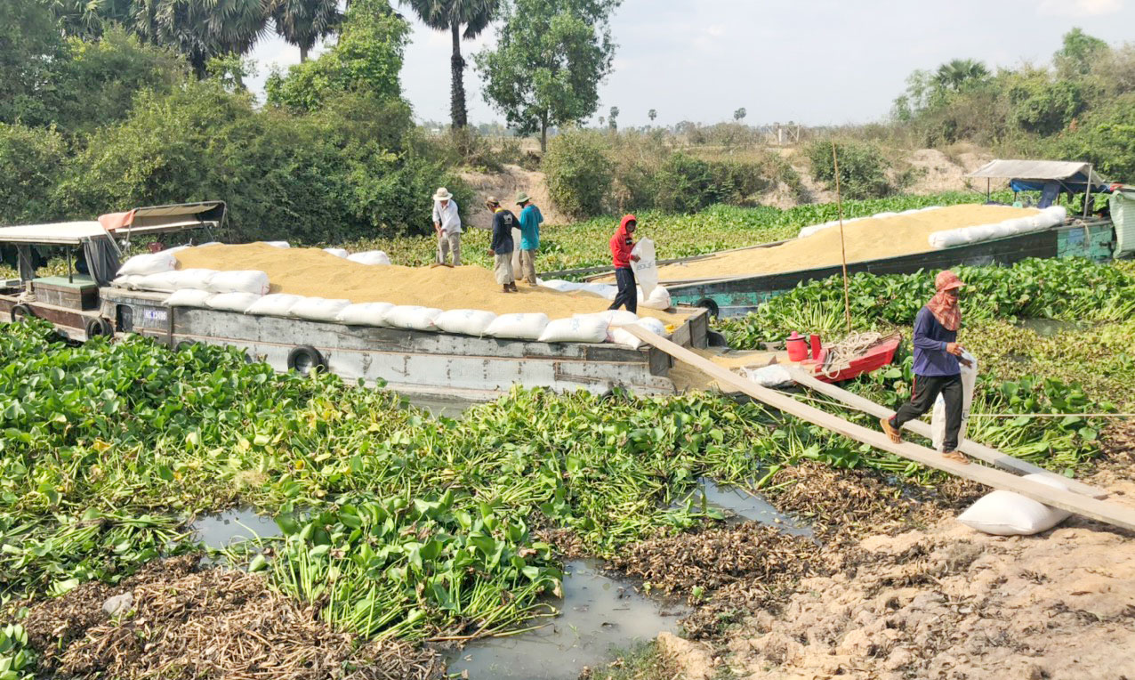 Hoạt động của Hợp tác xã Thương mại Dịch vụ Nông nghiệp Cây Trôm bao gồm các dịch vụ tưới tiêu, thu mua lương thực, cung cấp giống cây trồng, kinh doanh phân bón, thuốc bảo vệ thực vật,...