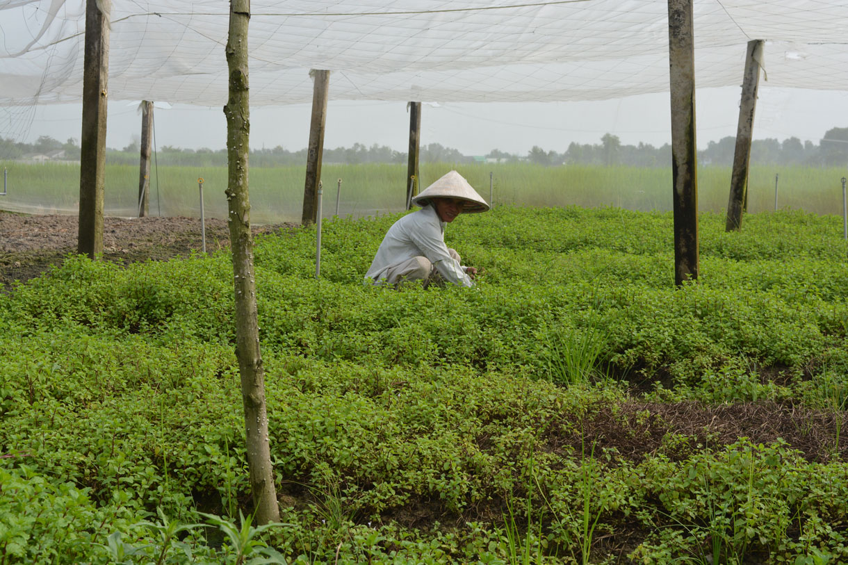 Mô hình trồng rau trong nhà lưới của ông Huỳnh Kim Công